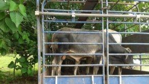 MIDA reporta dos casos sospechosos de tuberculosis bovina MIDA reporta dos casos sospechosos de tuberculosis bovina