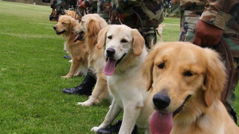 Bolivia compra en España 16 perros para reforzar unidad canina antidrogas