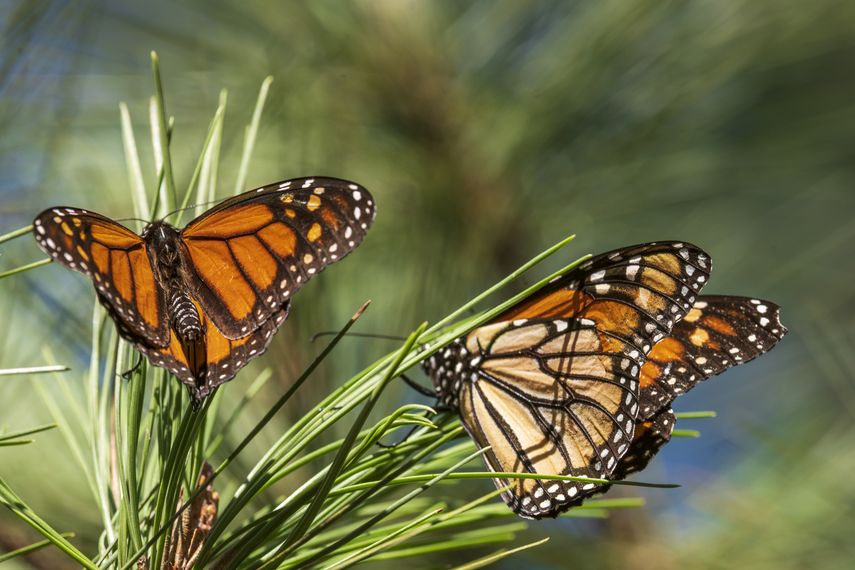 Las mariposas monarcas occidentales migran hacia el sur desde la costa norte del Pacífico hasta California todos los inviernos