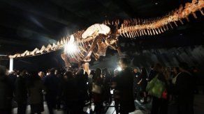 Colosal dinosaurio patagónico se expone en Nueva York