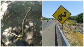 MiAmbiente desmiente escape de serpientes de Nicaragua en Veraguas