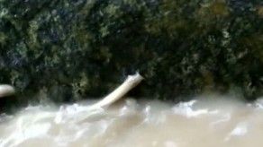 Primer documento visual de la migración del chipi chipi en un río de Bolivia
