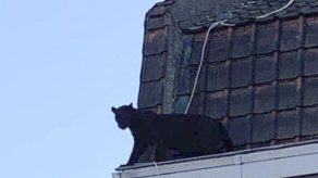 Pantera negra pasea sobre tejados del norte de Francia