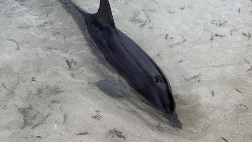 Un grupo de turistas destacó a un delfín en la isla Waisaladup.