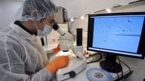 Grupo de genes tenaces en el cromosoma Y defienden la supervivencia masculina