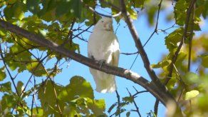 Atrapan cacatúa perdida con estridente canto
