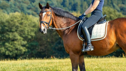 Jinete se retira de los Juegos Olímpicos 2024 tras ser investigada por maltrato animal