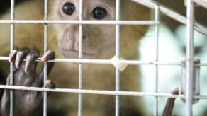 Rescate de fauna silvestre Rescate de fauna silvestre