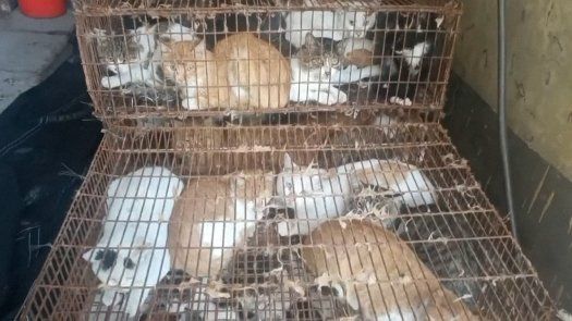 Policía china rescata a 150 gatos capturados para consumo humano