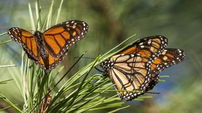 Las mariposas monarcas occidentales migran hacia el sur desde la costa norte del Pacífico hasta California todos los inviernos, regresando a los mismos sitios, incluso los mismos árboles, en busca de temperaturas más cálidas.
