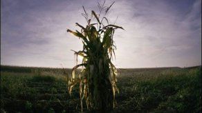 Prohíben temporalmente en Francia el cultivo de maíz transgénico