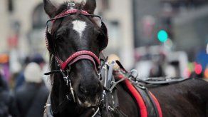 Ladrón a caballo asaltó a golpes de látigo en céntrica avenida de provincia argentina