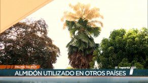 Palma talipot genera curiosidad por su ciclo de vida