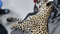 MiAmbiente confirma muerte de jaguar atropellado en la autopista Panamá–Colón. MiAmbiente confirma muerte de jaguar atropellado en la autopista Panamá–Colón.