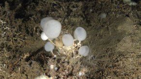 Descubren nueva especie de esponja de cristal en el Mediterráneo
