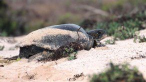 Galápagos estudiará el impacto de actividad turística en anidación tortugas