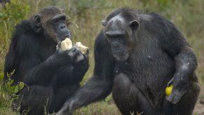 Los chimpancés prefieren cooperar a competir