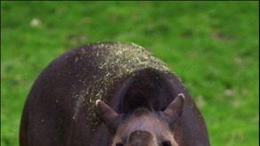 Hallado en España esqueleto de tapir de 3