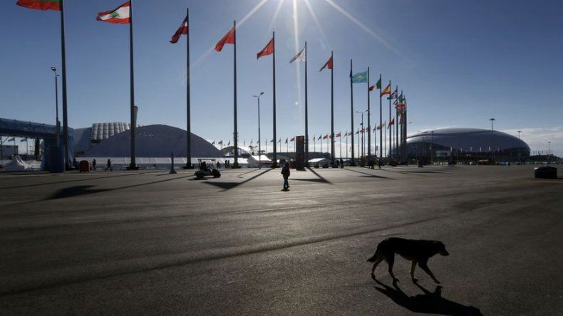 Perros callejeros aparecen en todos lados en Sochi
