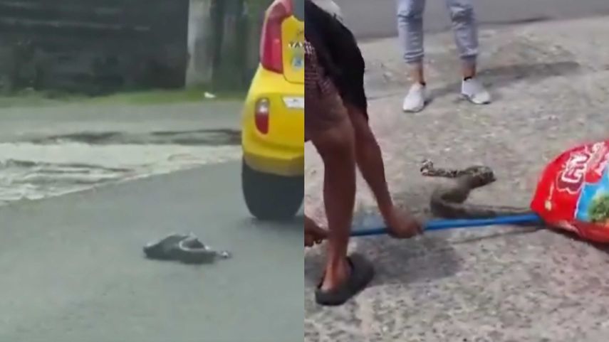 Rescatan a boa que corría el riesgo de ser atropellada en La Chorrera.