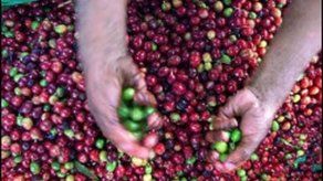 Café especial panameño alcanza precio de B./34