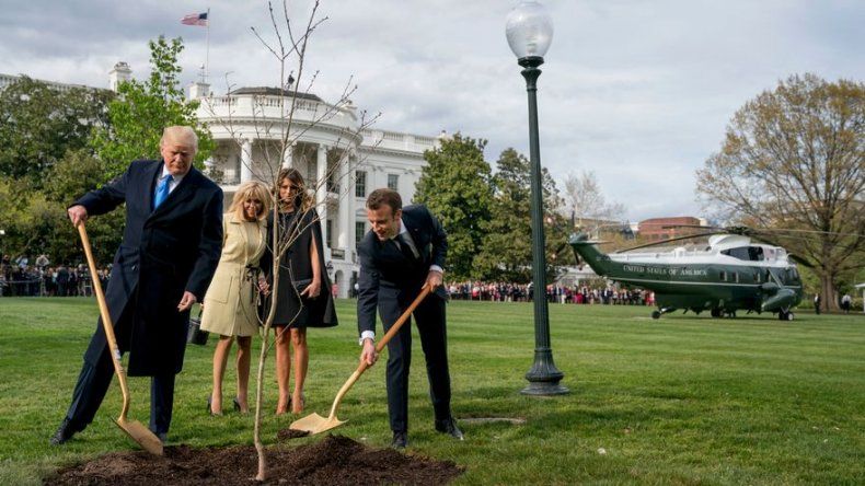 Macron enviará un nuevo roble a Trump tras muerte del otro