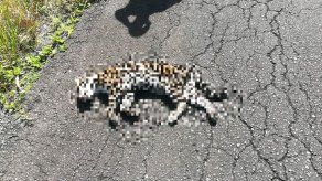 Conductor atropella a dos ocelotes y se da a la fuga en la carretera hacia Sherman