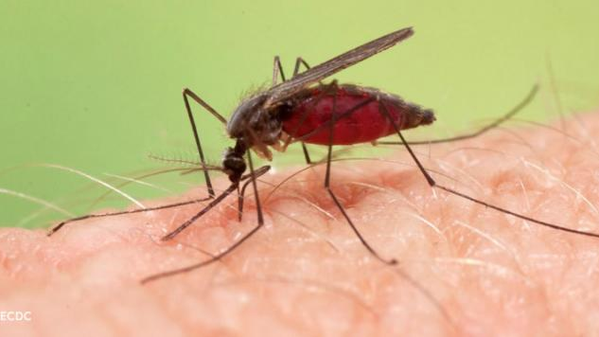 Malaria Qué Es Síntomas Y Cura