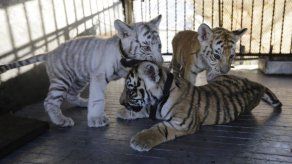 Nacen tigres bengala atrapados y sin salida en circo de Nicaragua