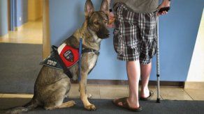 Los perros distinguen entre el agite de la cola a la derecha o a la izquierda