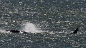 Población de ballenas jorobadas decuplicó en Brasil