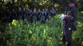 Guerrilla de las FARC confirma diálogo de paz con el gobierno