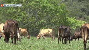 Autoridades reportan casos de gusano barrenador en Panamá Oeste