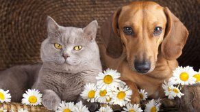 ¿Perros y gatos pueden vivir en armonía?