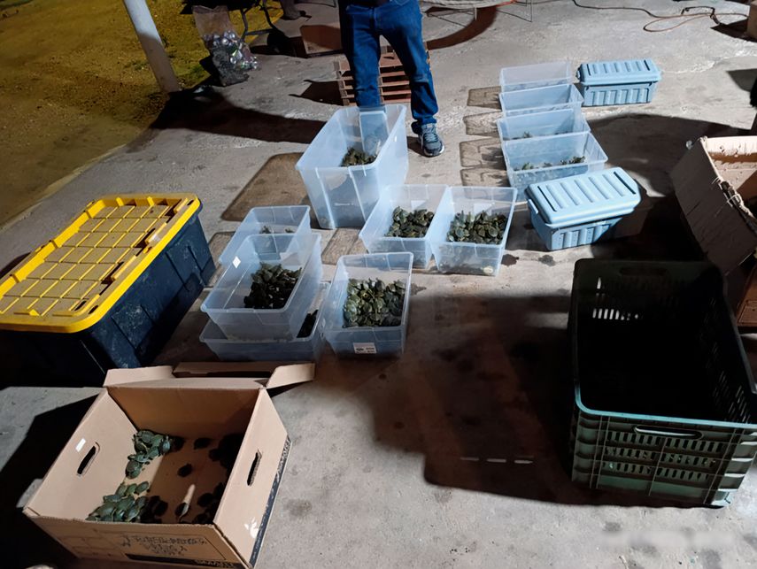 Rescatan en México 3.427 crías de tortuga que eran traficadas.