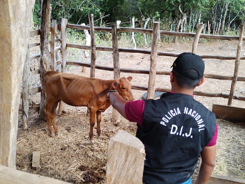 Robo y hurtos de reses