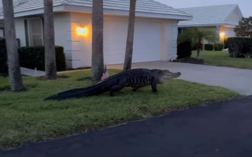 Los agentes estimaron que el caimán medía unos 3 metros (10 pies) de largo.