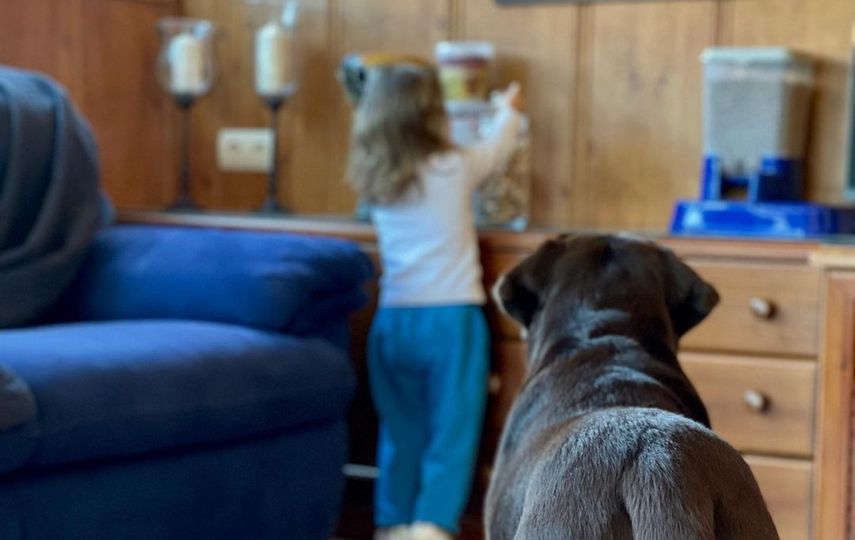 Las mascotas ayudan a los niños a limitarlos de alergias y obesidad