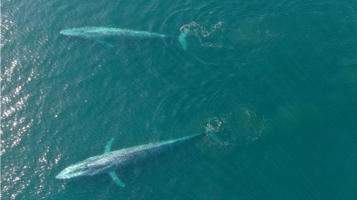 Ballenas azules.