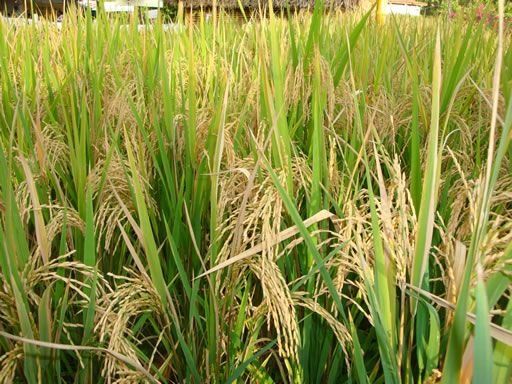 Gobierno importará 1,3 millones de quintales de arroz por escasez