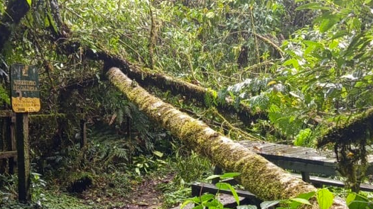 MiAmbiente cierra temporalmente sendero por caída de árboles MiAmbiente cierra temporalmente sendero por caída de árboles