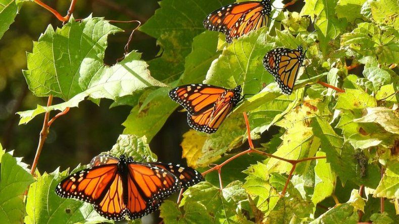 Mariposas monarca están atrasadas en su viaje hacia México