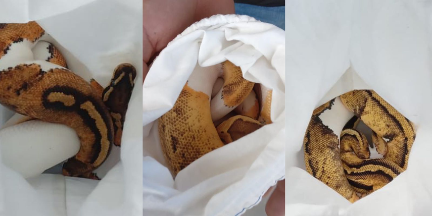 Aduanas retiene Python Rigius.