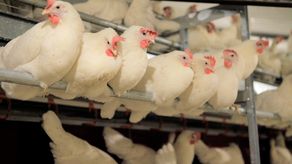 La transición les ha costado miles de millones de dólares a los productores que inicialmente resistieron llamados a un trato más considerado de los pollos﻿