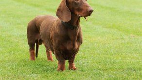 ¿Por qué los dachshund tienen forma de salchicha?