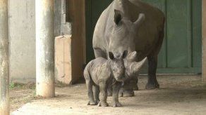 Un bebé rinoceronte blanco de cincuenta kilos