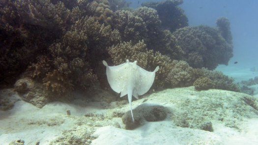 MiAmbiente MiAmbiente