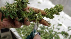 Presos uruguayos recibirán marihuana medicinal