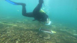 Los arrecifes de coral, explicó MiAmbiente, son los ecosistemas marinos más amenazados actualmente por diversas causas como el cambio climático que ocasiona el blanqueamiento de los corales. Los arrecifes de coral, explicó MiAmbiente, son los ecosistemas marinos más amenazados actualmente por diversas causas como el cambio climático que ocasiona el blanqueamiento de los corales.