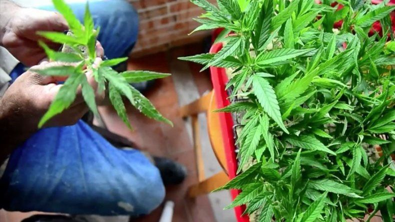 Made in Washington, la marihuana se cultiva a dos pasos del poder